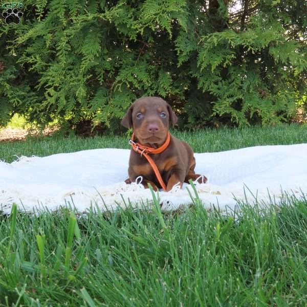 Mercedes, Doberman Pinscher Puppy